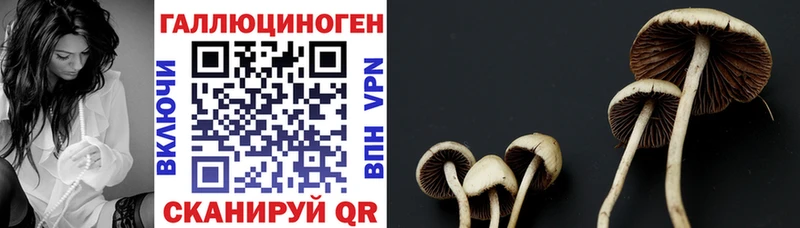 Галлюциногенные грибы Psilocybine cubensis где купить наркоту Белебей